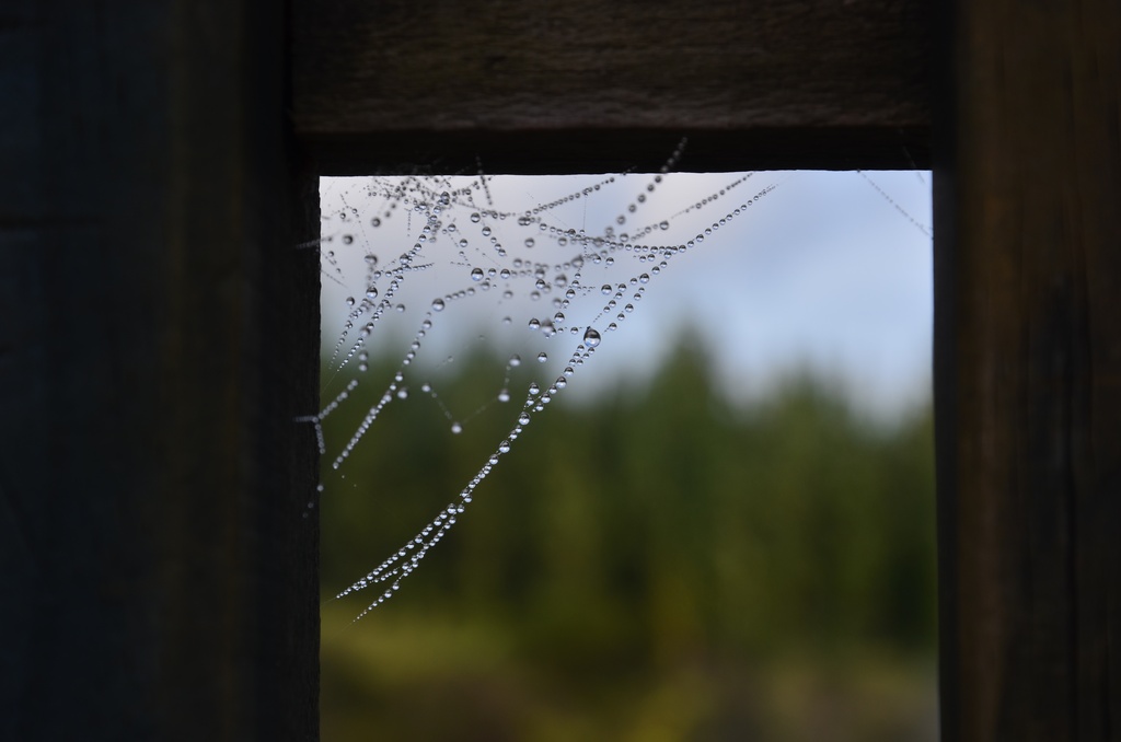 2017-03 New Zealand/Waiotapu/DSC_0238.JPG